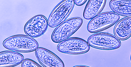 Imagem Análises Clínicas